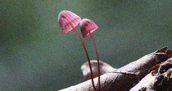 miniature_mycologie.jpg