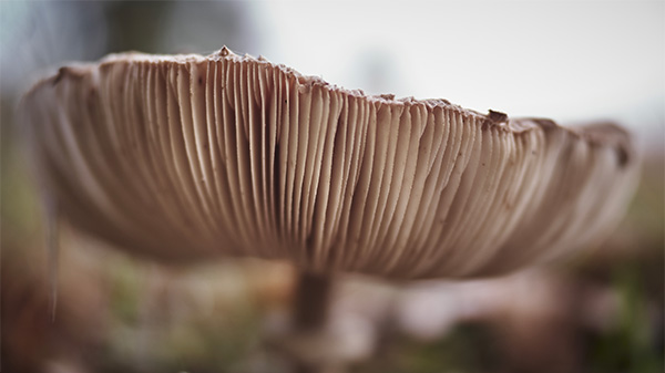 miniature_mycologie.jpg